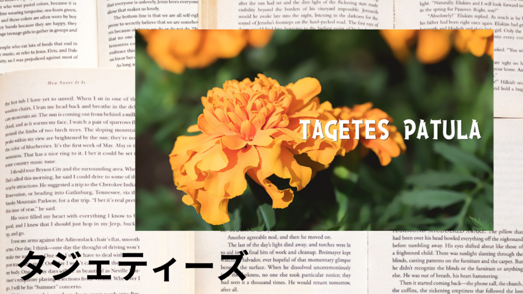 タジェティーズの植物素材辞典のアイキャッチ