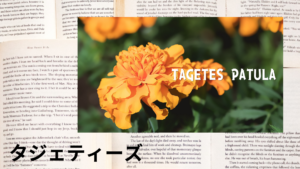 タジェティーズの植物素材辞典のアイキャッチ
