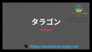 タラゴンの香りの性質辞典のアイキャッチ