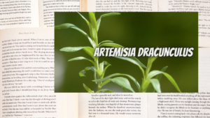 英語版タラゴンの植物素材辞典のアイキャッチ