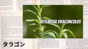 タラゴンの植物素材辞典のアイキャッチ