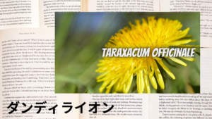 ダンディライオンの植物素材辞典のアイキャッチ