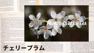 チェリープラムの植物素材辞典のアイキャッチ