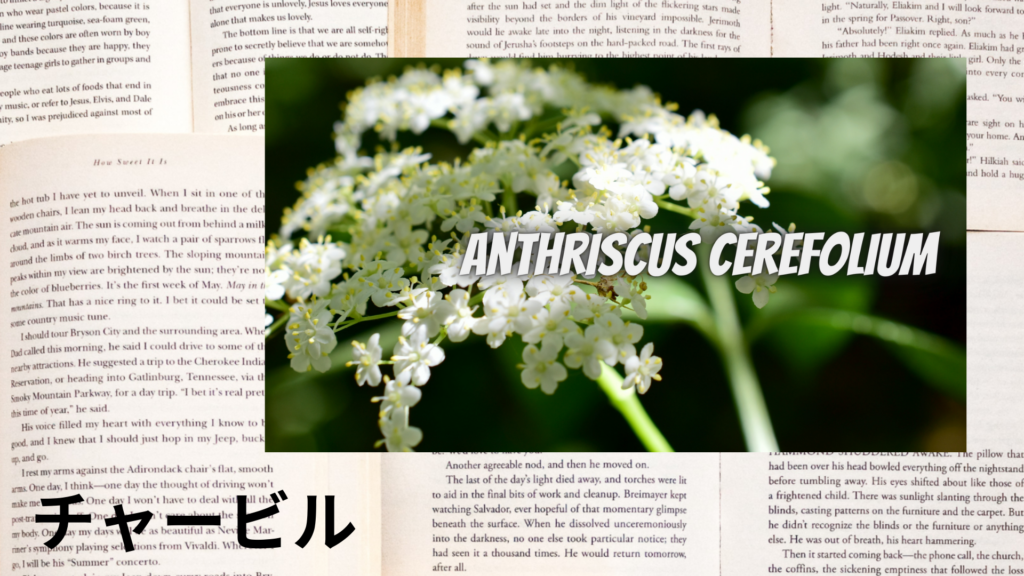 チャービルの植物素材辞典のアイキャッチ