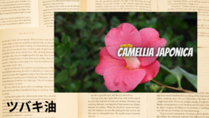 ツバキ油の植物素材辞典のアイキャッチ