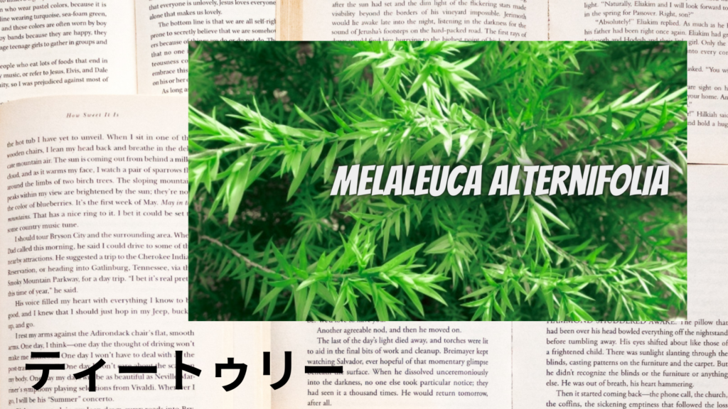 ティートゥリーの植物素材辞典のアイキャッチ