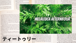 ティートゥリーの植物素材辞典のアイキャッチ