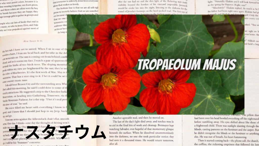 ナスタチウムの植物素材辞典のアイキャッチ