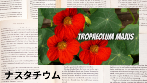 ナスタチウムの植物素材辞典のアイキャッチ