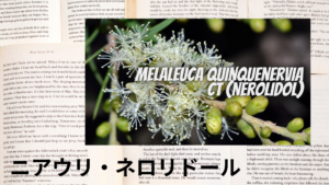 ニアウリネロリドールの植物素材辞典のアイキャッチ