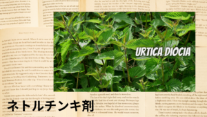 ネトルチンキ剤の植物素材辞典のアイキャッチ