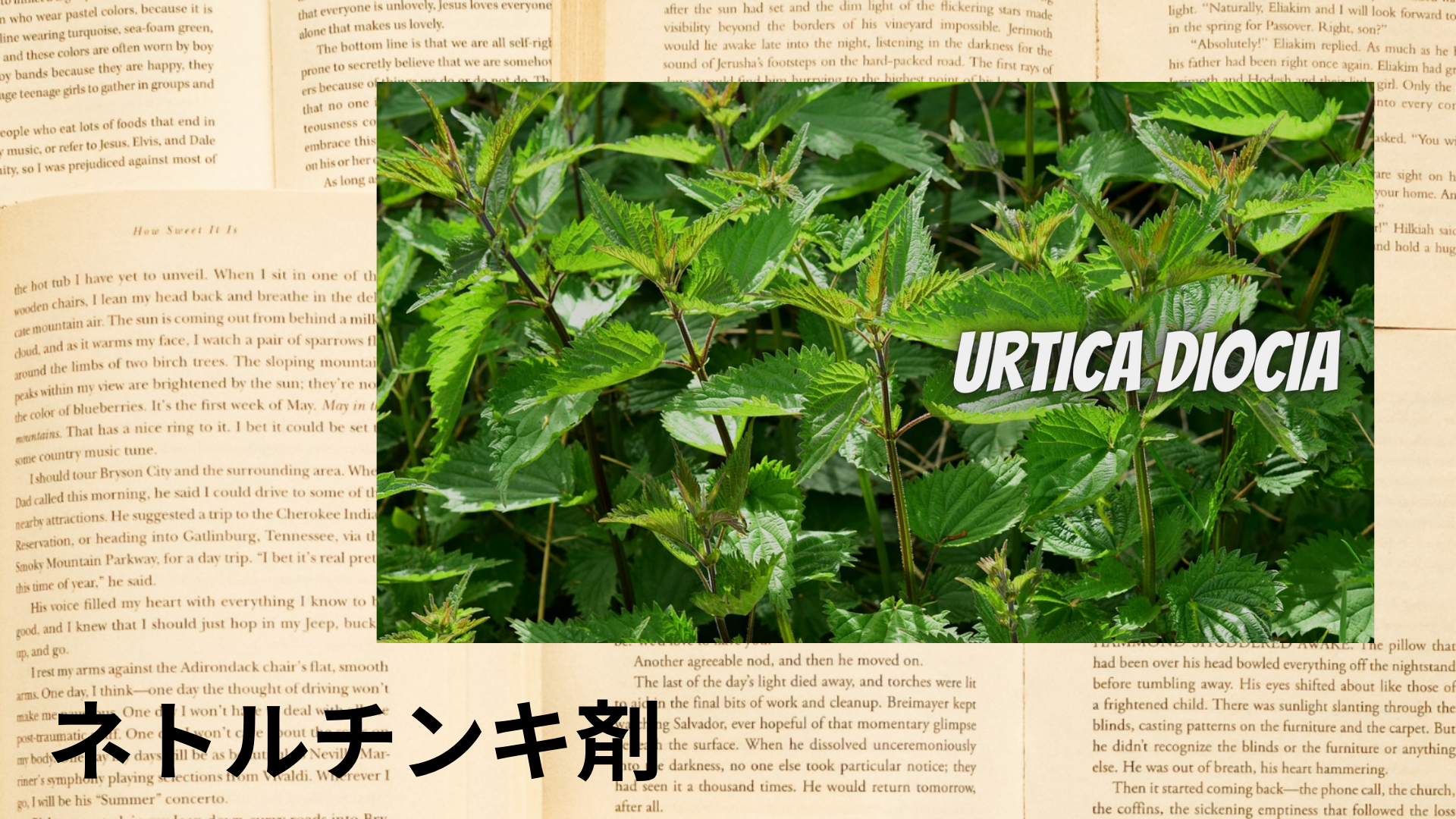 ネトルチンキ剤の植物素材辞典のアイキャッチ