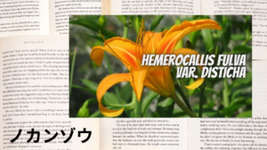 ノカンゾウの植物素材辞典のアイキャッチ