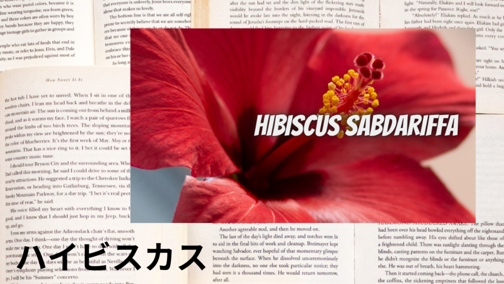 ハイビスカスの植物素材辞典のアイキャッチ