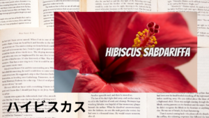 ハイビスカスの植物素材辞典のアイキャッチ