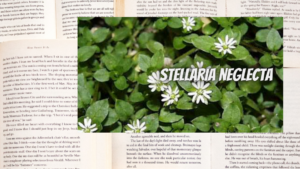 英語版ハコベの植物素材辞典のアイキャッチ