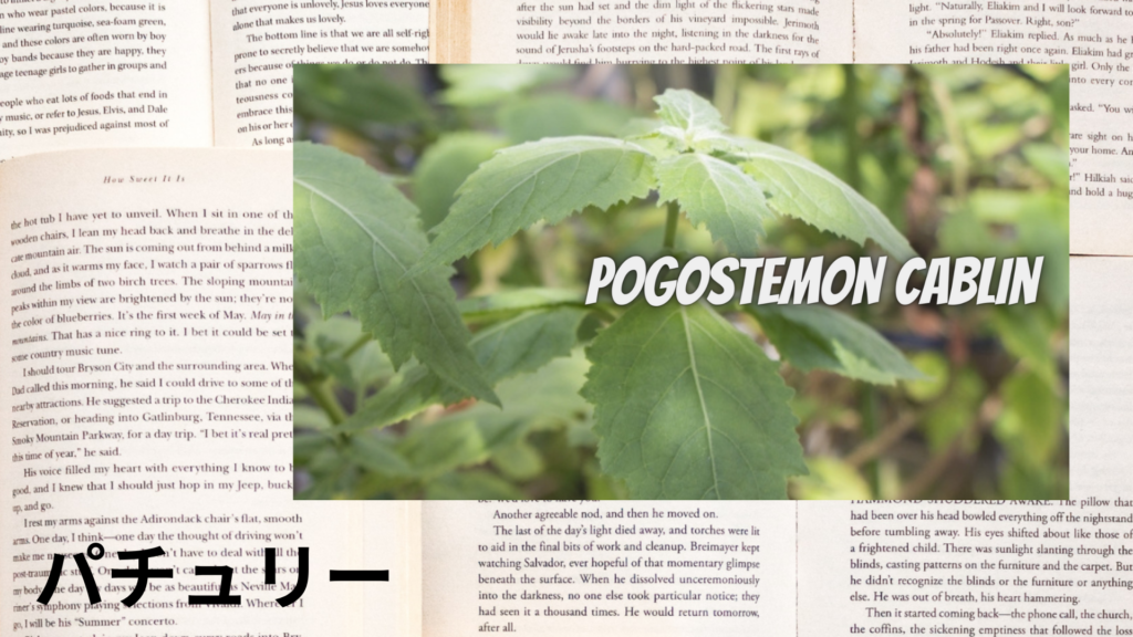 パチュリーの植物素材辞典のアイキャッチ