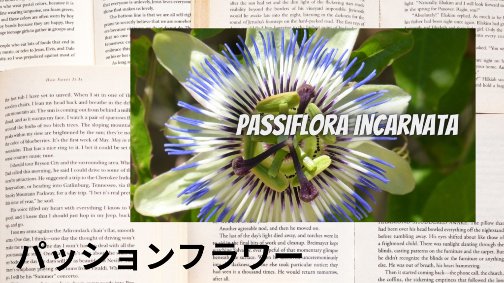 パッションフラワーの植物素材辞典のアイキャッチ