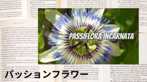 パッションフラワーの植物素材辞典のアイキャッチ