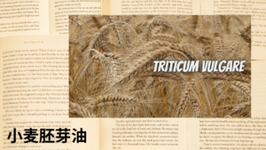小麦胚芽油の植物素材辞典のアイキャッチ